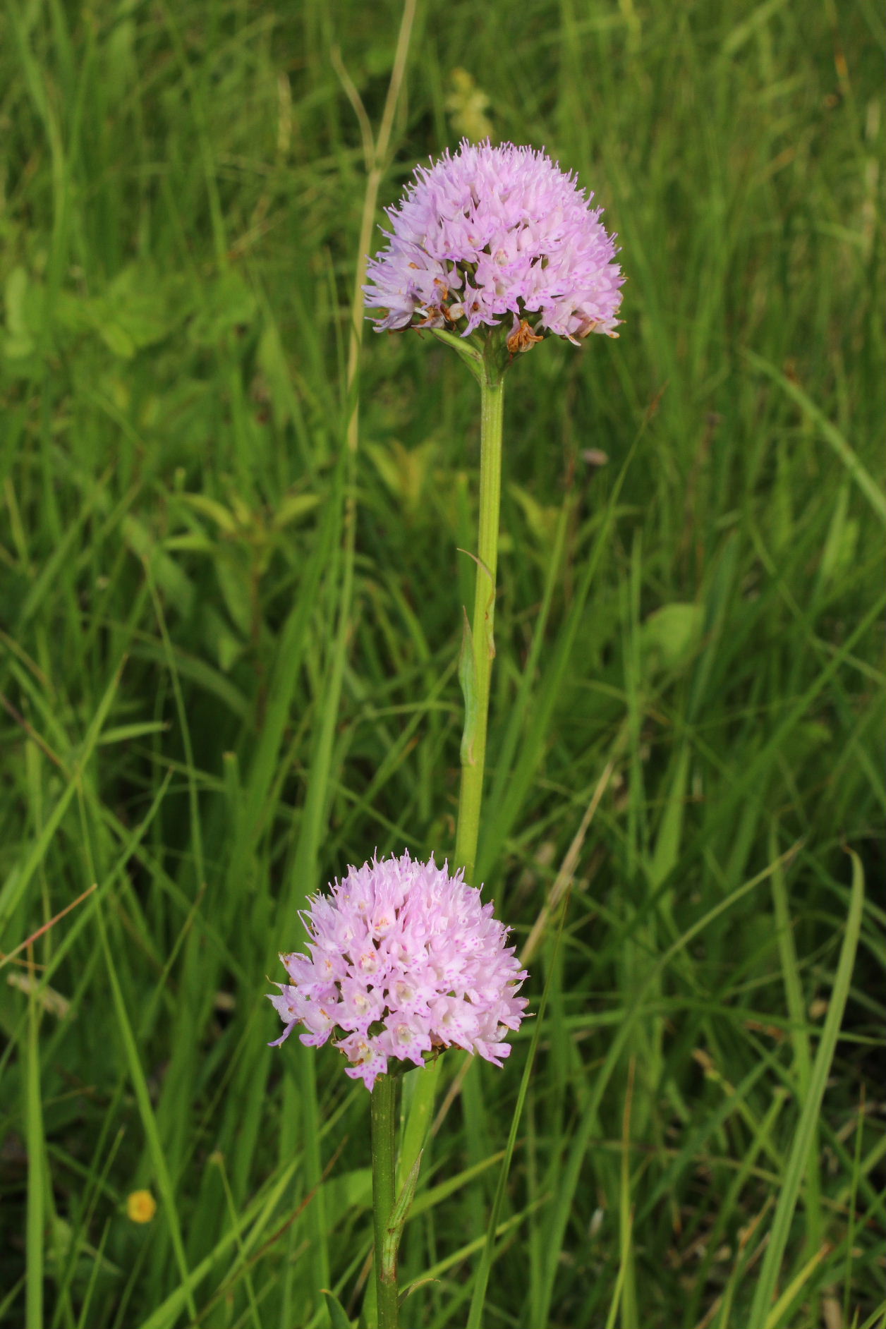 Traunsteinera globosa / Orchide dei pascoli